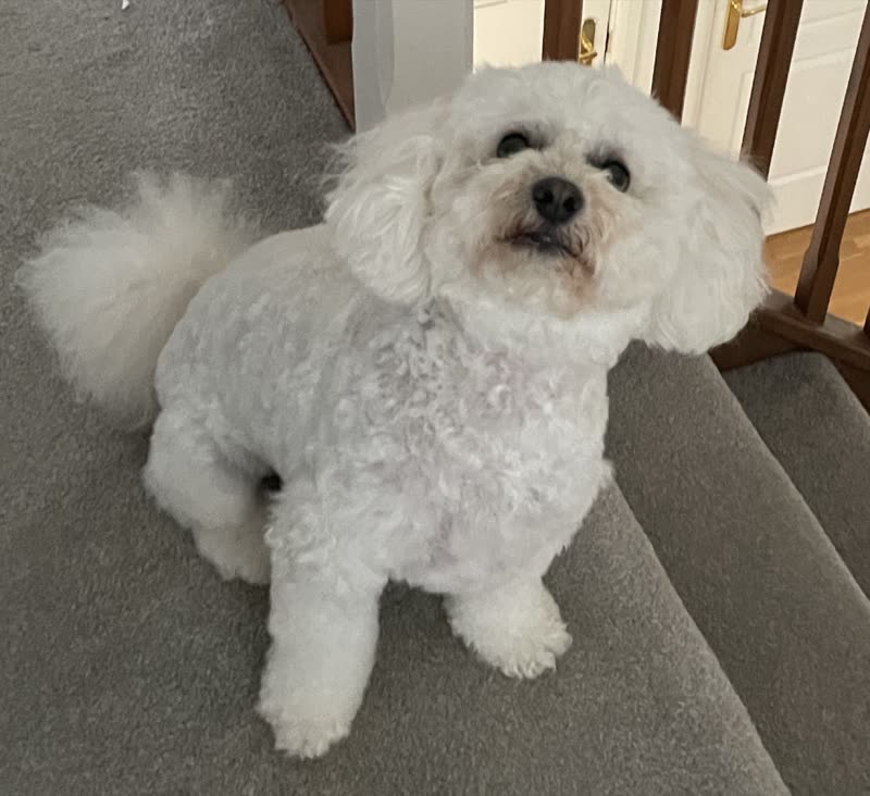 A freshly groomed white Bichon Frise sitting on a carpeted staircase, looking up at the camera
