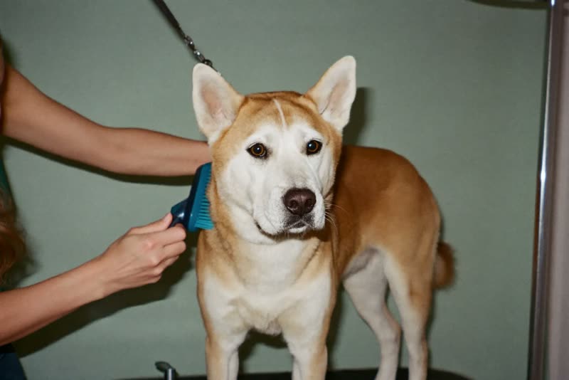 A dog standing calmly on a grooming table while being brushed