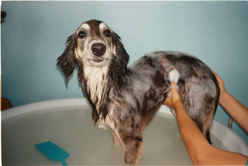 A dog being bathed in a grooming tub