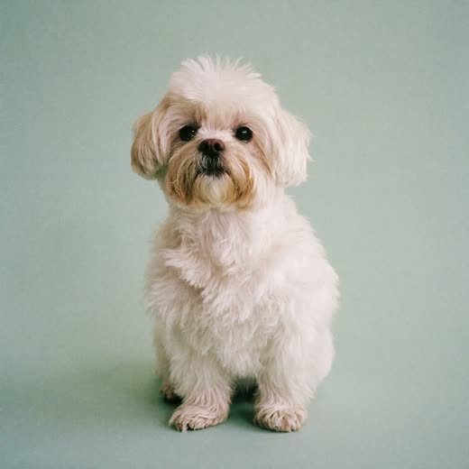 A freshly bathed and dried small white dog