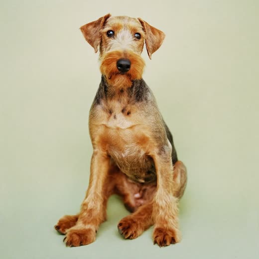 A terrier with a neatly stripped wiry coat
